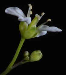 Cardamine porphyroneura. Side view of flower.
 Image: P.B. Heenan © Landcare Research 2019 CC BY 3.0 NZ